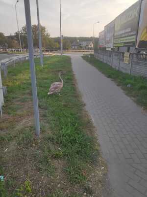 Zdjęcie przedstawia widok chodnika. W oddali widać łabędzia.